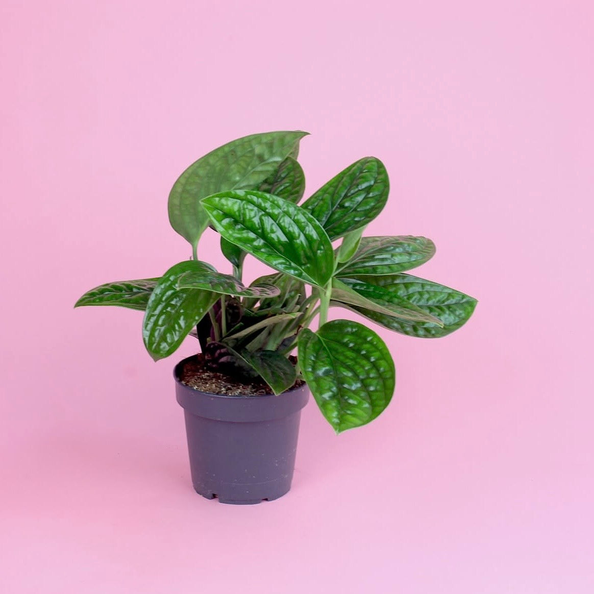 JUNGLE VIBES